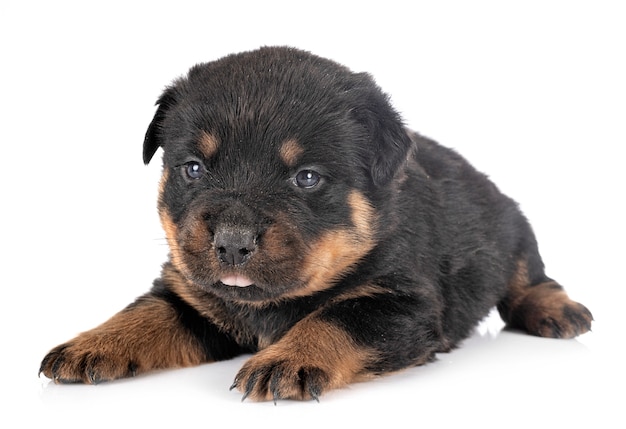 Puppy rottweiler on white