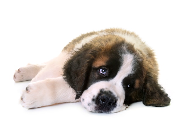 puppy saint bernard