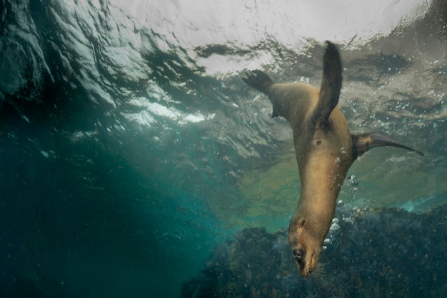 Puppy sea lion seal coming to you to have fun and play