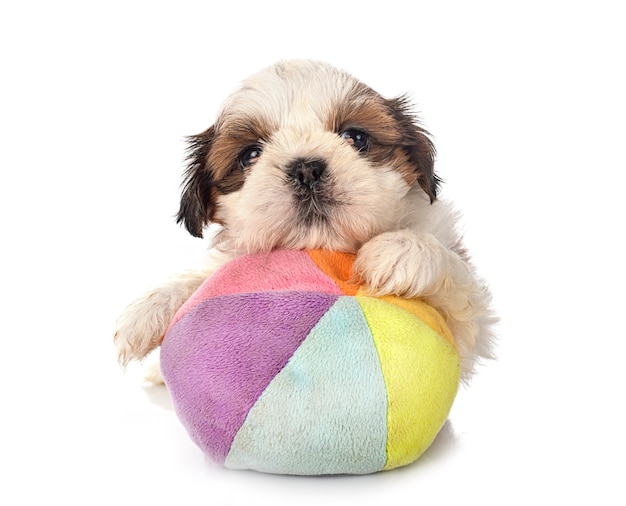 Puppy Shih Tzu in front of white