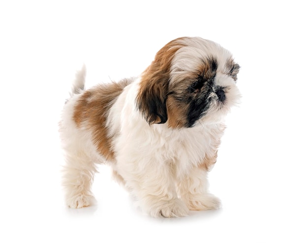 Puppy Shih Tzu in studio