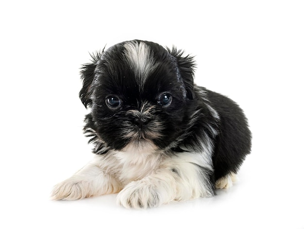 Puppy Shih Tzu in studio