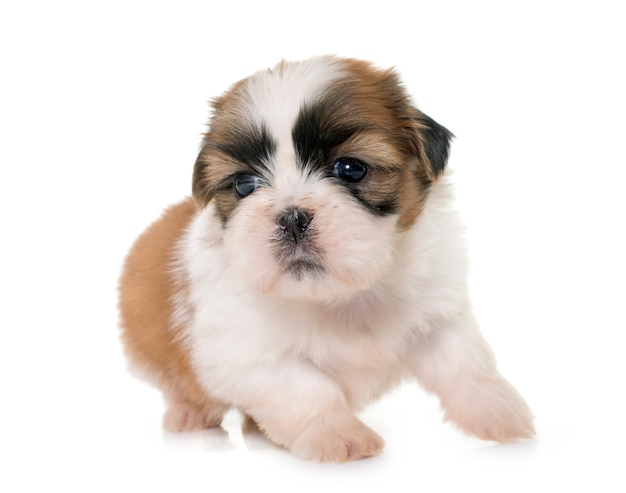 puppy shih tzu