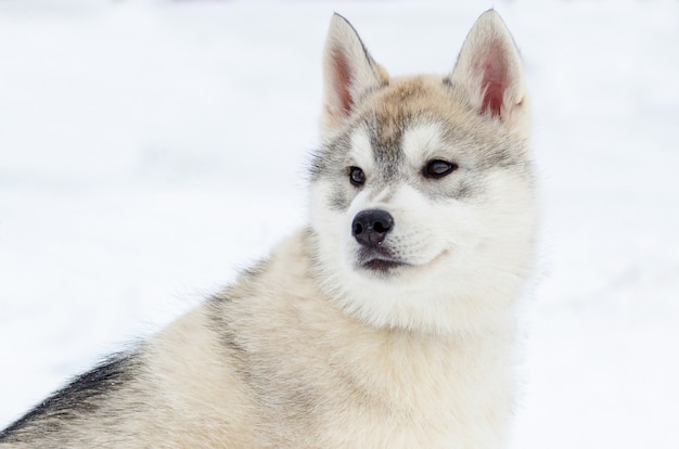 Puppy of Siberian Husky breed. Husky dog has beige and black coat color