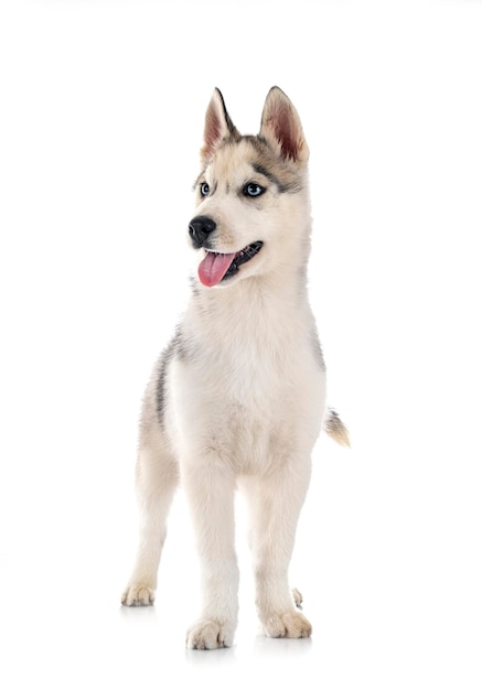 Puppy Siberian Husky in front of white background