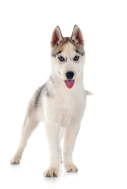 Puppy Siberian Husky in front of white background