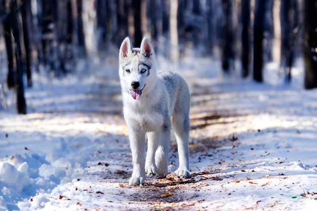 puppy siberian husky walking in nature in a forest