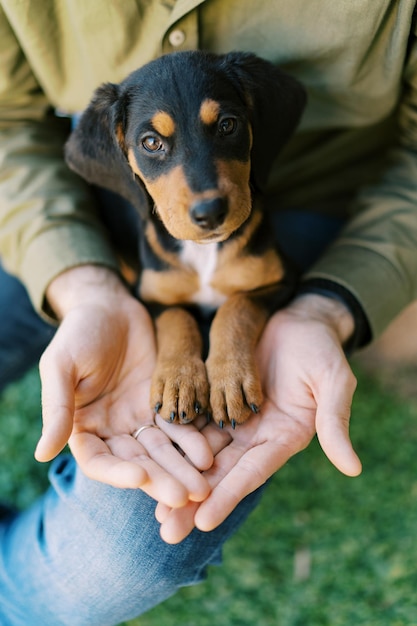 Puppy sits on the man lap with his paws in his hands cropped faceless