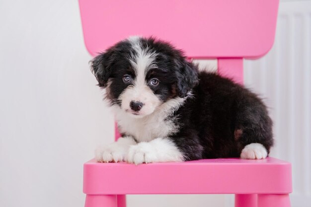 A puppy sits on a pink chair in front of a white wall.