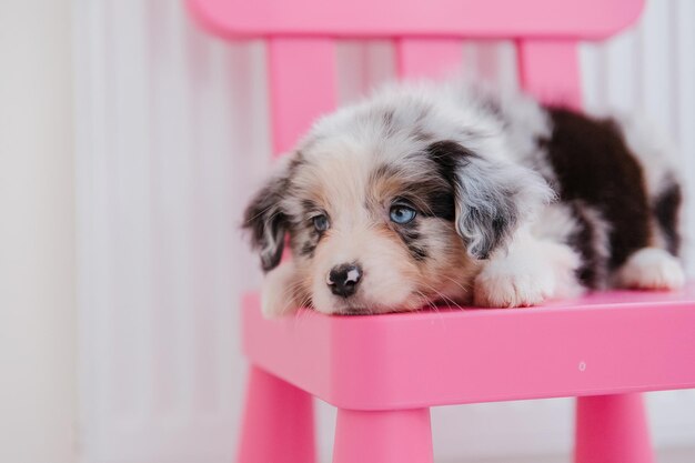 A puppy sits on a pink chair.