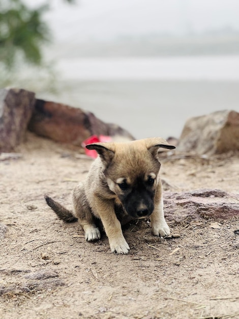 A puppy sits on the sand with the word dog on it.