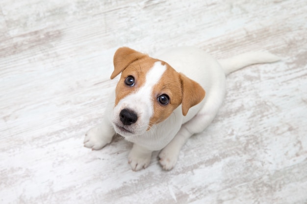 Puppy sitting on floor.  Jack russell terrier