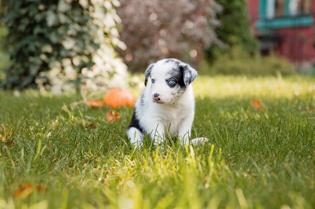 Photo a puppy sitting in the grass