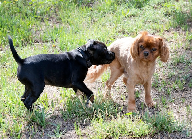 Puppy staffordshire bull terrier and cavalier king charles free in a garden