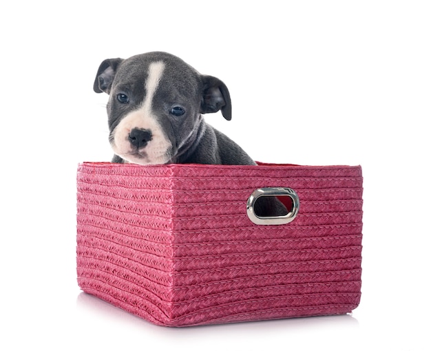 Puppy staffordshire bull terrier isolated