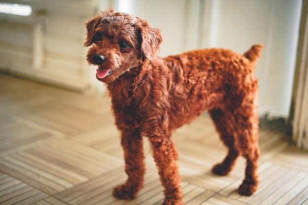 puppy standing on the house corner