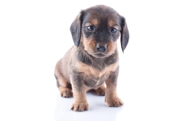 Photo a puppy that is sitting on a white background