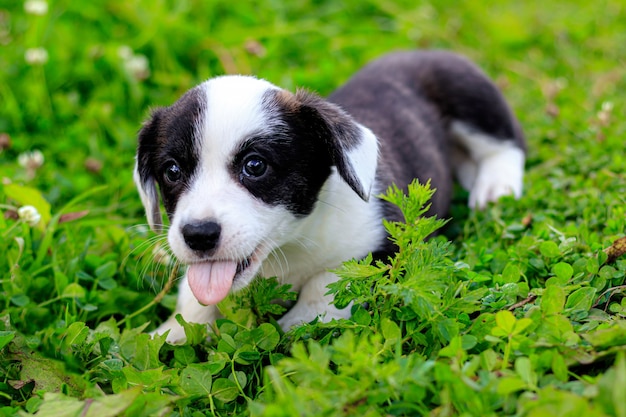 Puppy Welsh Corgi cardigan is lying on the grass.