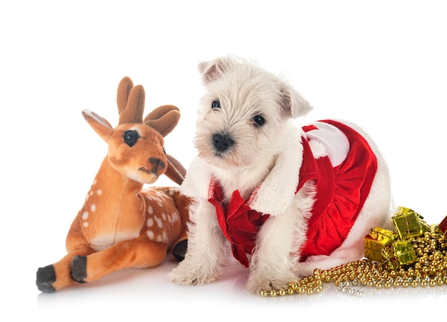 Puppy West Highland White Terrier in front of white background