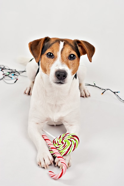 Photo puppy with colorful christmas candy canes and lollipop