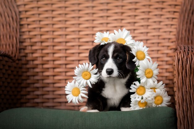 Puppy with lower bouquet Welsh Corgi Pembroke Puppy