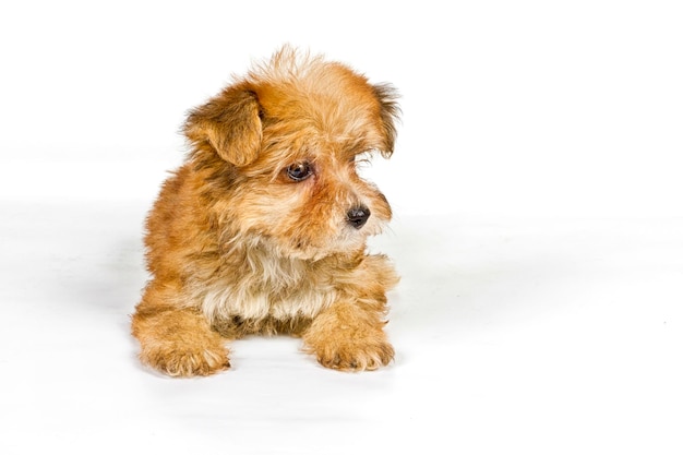 Puppy yorkshire terrier on the white background