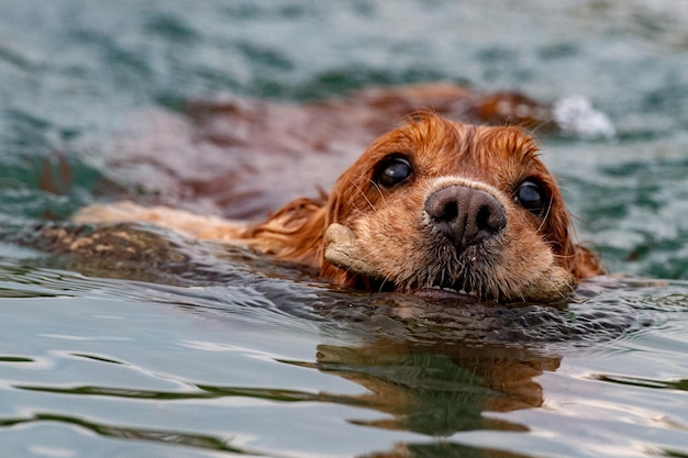 Puppy young dog English cocker spaniel while running in the water