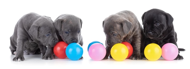 Puppys Staffordshire Bull Terrier with coloured balls