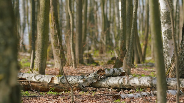 Photo pure green forest on a spring day relaxing nature warm spring day rack focus