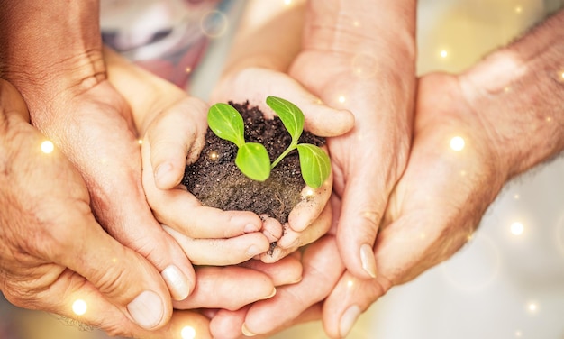 Pure green plant with soil in human hands on background