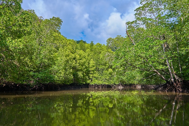 Pure nature landscape river among mangrove forests.