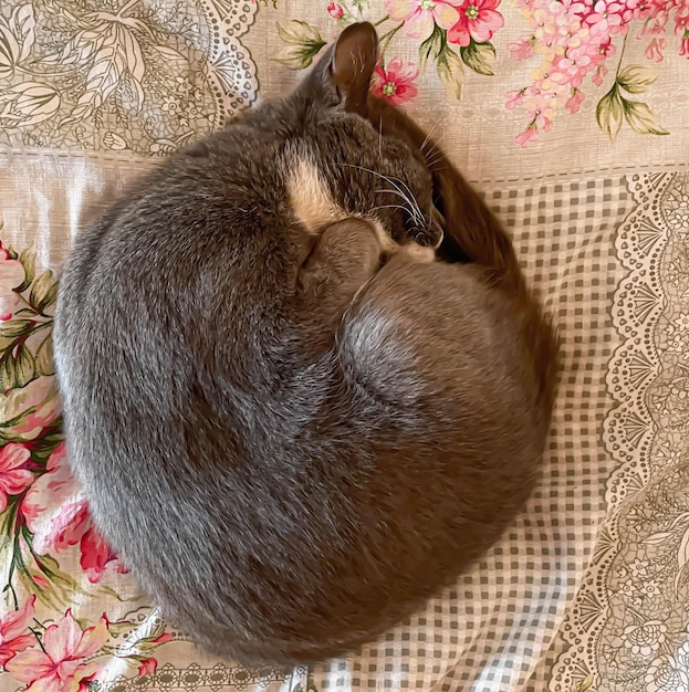 Pure white cat sleeping on white bedding cozy home