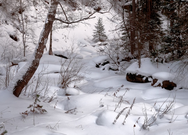 pure white snow covers the stones on the bank of the frozen river in the forest birch and spruce