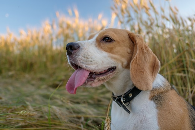 Purebred Beagle for a walk in the summer among the ripe Golden wheat