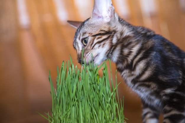 Purebred bengal kitten looks ahead and eats green grass at home for nutrition and vitamins high