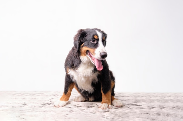 Purebred Bernese mountain dog puppy 5 months on a white background after grooming