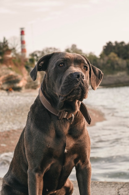 A purebred black dark brown dog stands on the shingle on the beach. A friendly pet on the background of the beach, pond and rocks