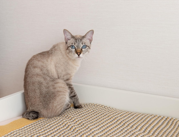 Purebred bobtail cat sitting on bed at home and looking at camera pet concept