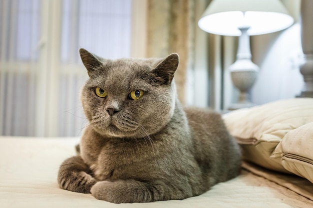 Photo purebred british shorthair blue kitten on bed in expensive interior