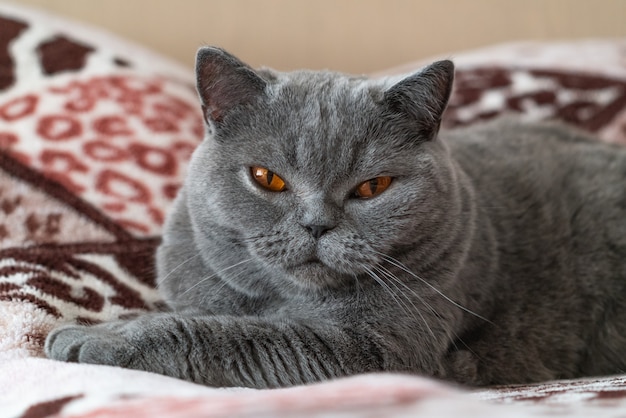 Photo purebred british shorthair cat resting in bed