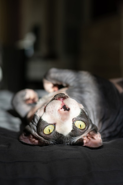 Purebred cat canadian sphynx lies on the bed