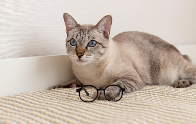 Purebred cat with glasses at home Read and rest Cozy home