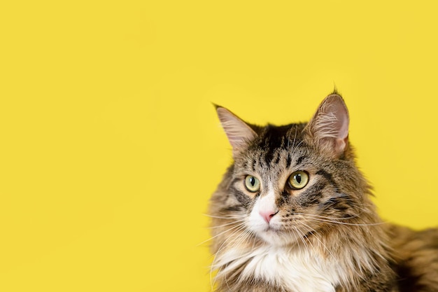 Purebred cat on a yellow background Maine coon cat Pets Copy space