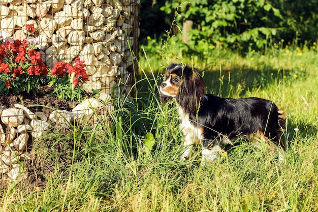 A purebred Cavalier King Charles Spaniel dog outdoors in the nature on a sunny dayPortrait of a dog enjoying the sunActive tricolor Charles Spaniel puppy in summer