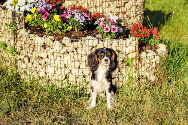 A purebred Cavalier King Charles Spaniel dog outdoors in the nature on a sunny dayPortrait of a dog enjoying the sunActive tricolor Charles Spaniel puppy in summer