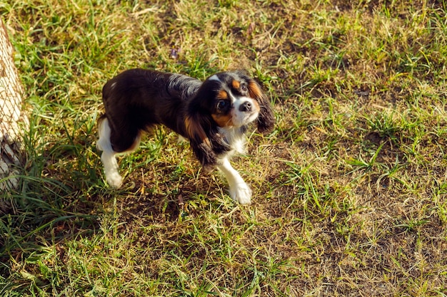 A purebred Cavalier King Charles Spaniel dog outdoors in the nature on a sunny dayPortrait of a dog enjoying the sunActive tricolor Charles Spaniel puppy in summer