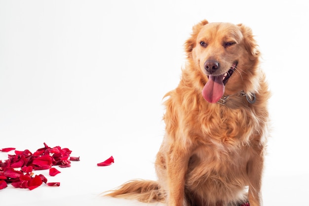 Purebred dog golden retriever, smiling pretty squinting eyes