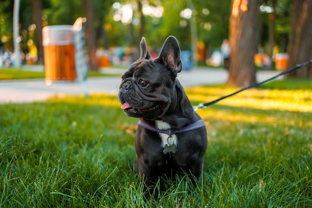 Purebred french bulldog on a leash walking in the park