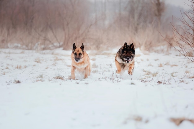 Purebred German Shepherd dog jumps and runs in the snow. Winter background. Cold season