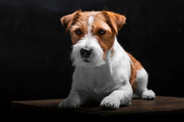 Purebred Jack Russell is lying on a pedestal in the studio and looking at the camera